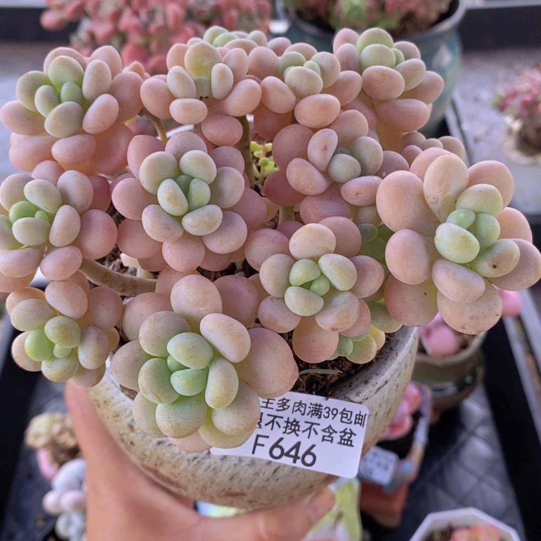 洛可可10cm646多肉植物