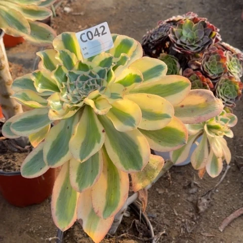 花***语多肉植物艳姿锦单头