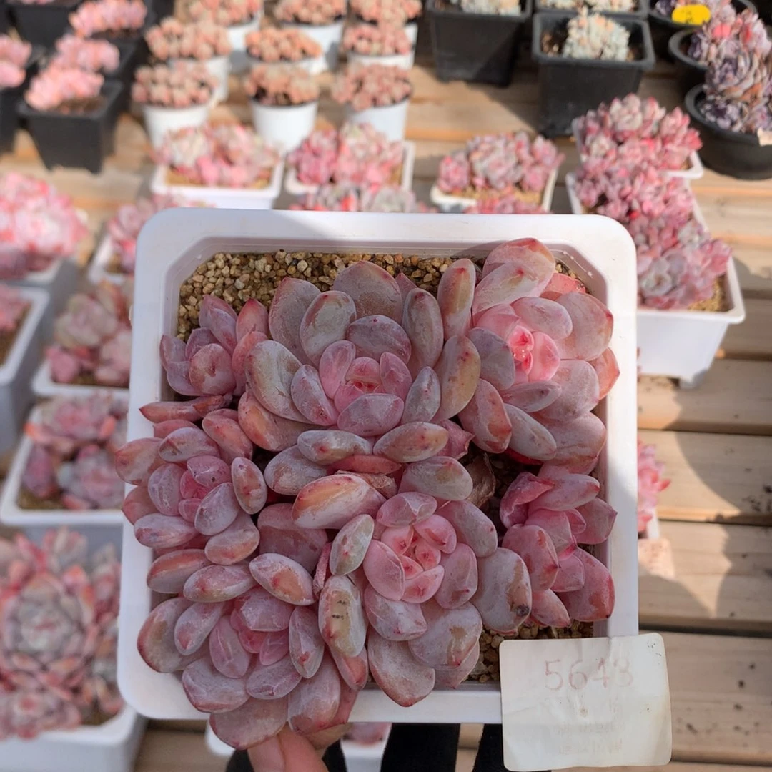 13厘米六头有砍溏心橙子 5643