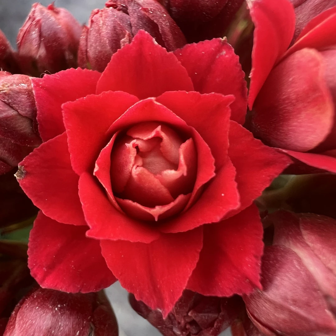 【卡梅伦】长寿花 红色稀有品