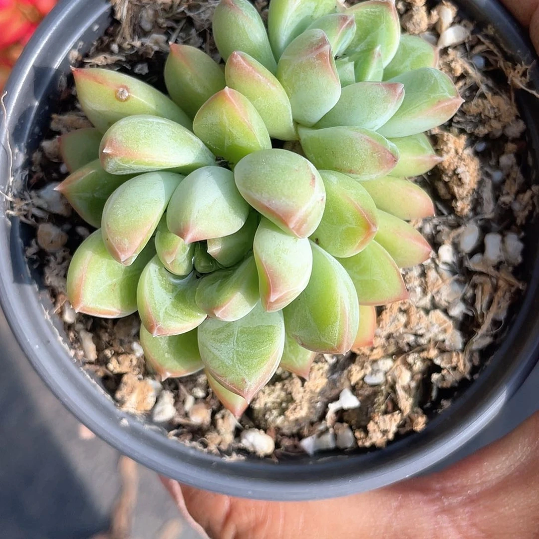 甲骨文多肉带盆发货