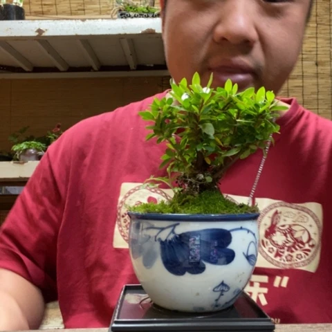 红陶一物一拍所见即所得171