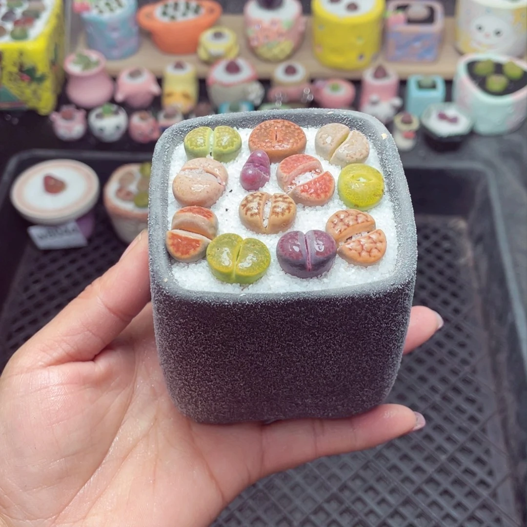 w8046 带盆土发货 -零下地区拍保温箱