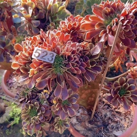 ****️多肉植物一个欧嘉莉