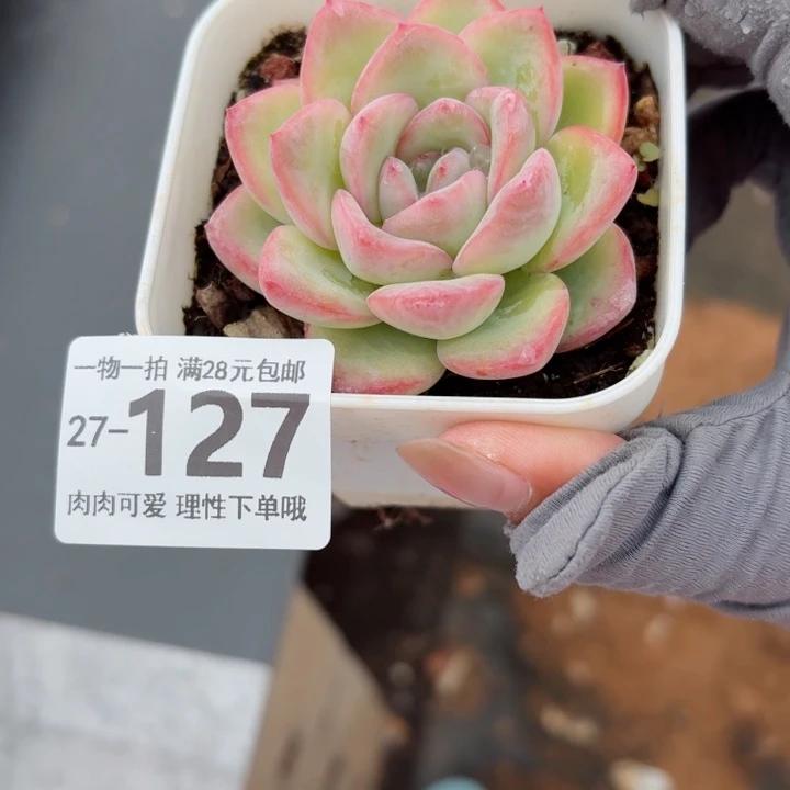 泡芙无盆土无盆土发货无