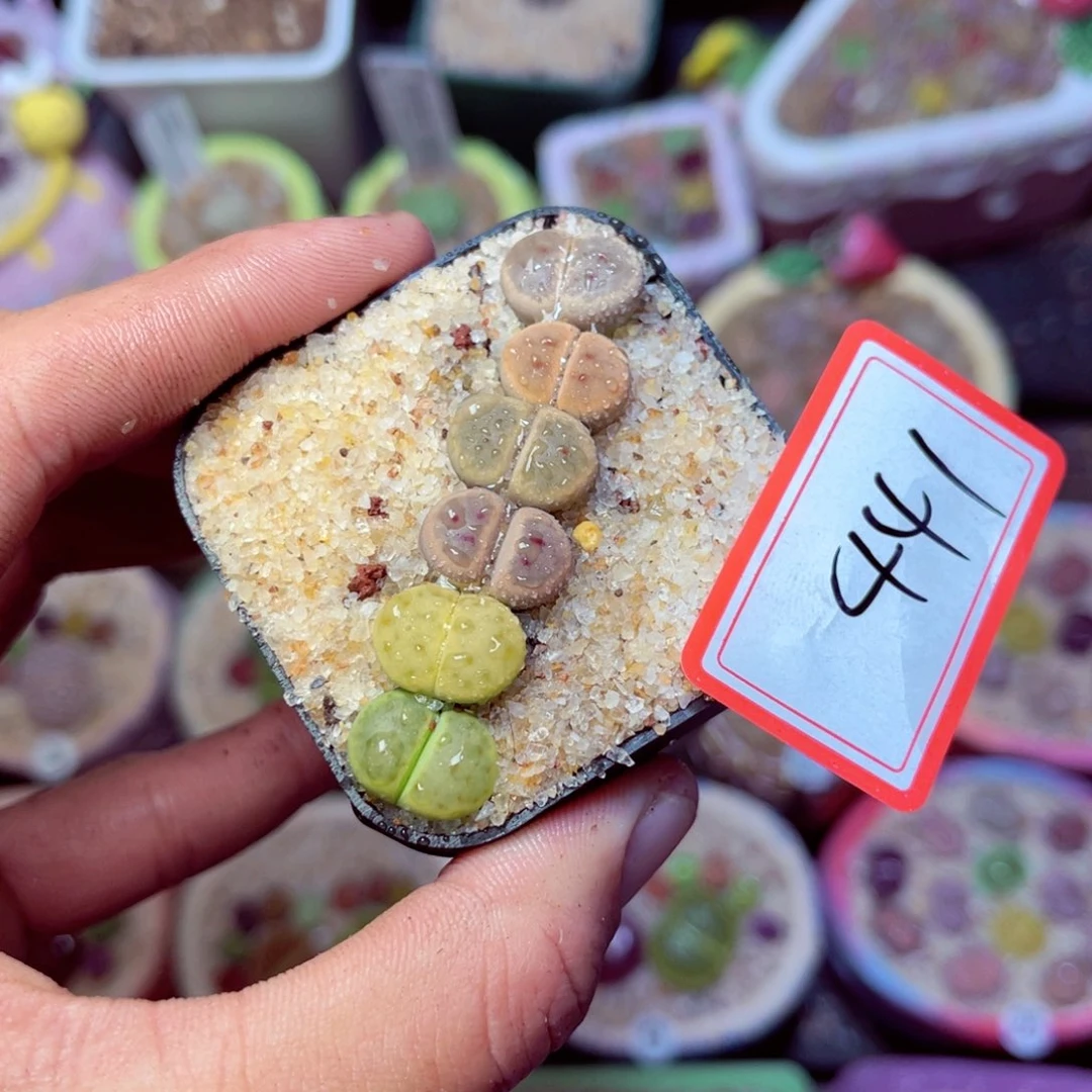 441生石花带盆发