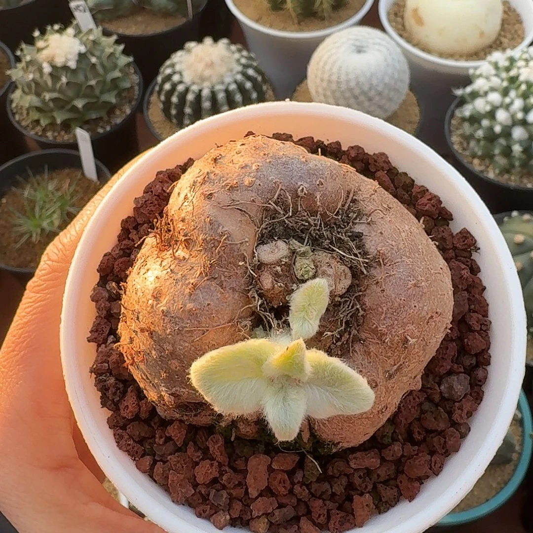 断崖女王仙人球1234