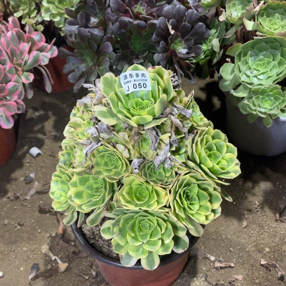 050金丝多肉法师断枝不包