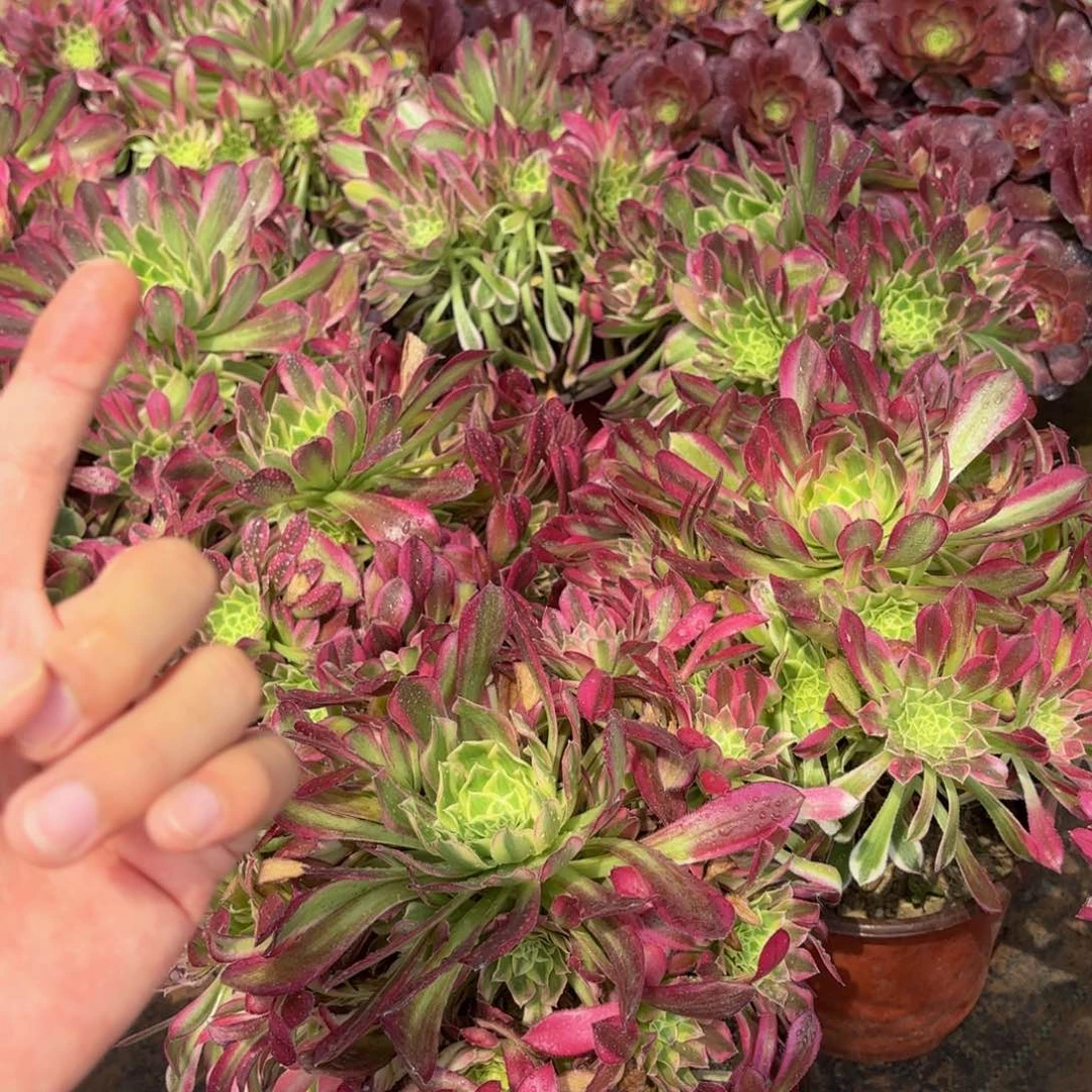 天合9.9多肉植物