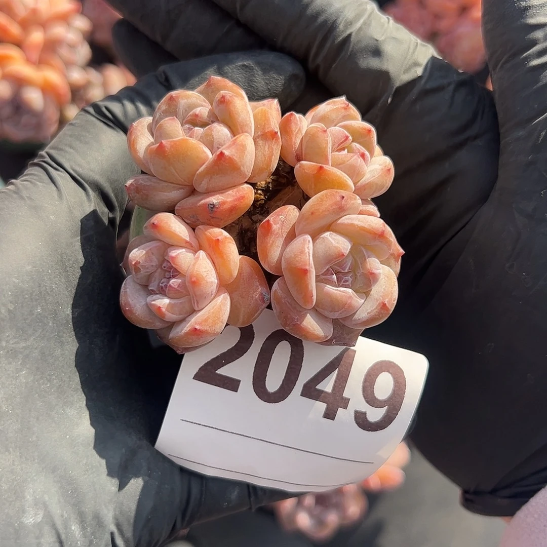 2049，四头石榴籽星影带盆发的时候
