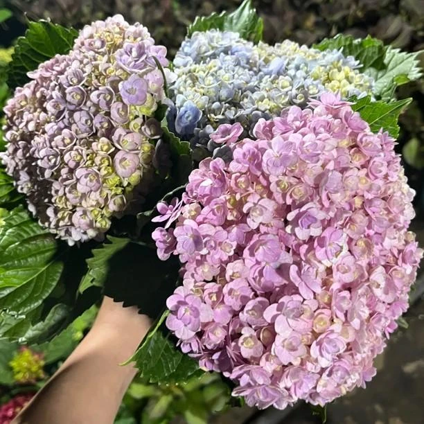 直播实物为准     一物一拍绣球花