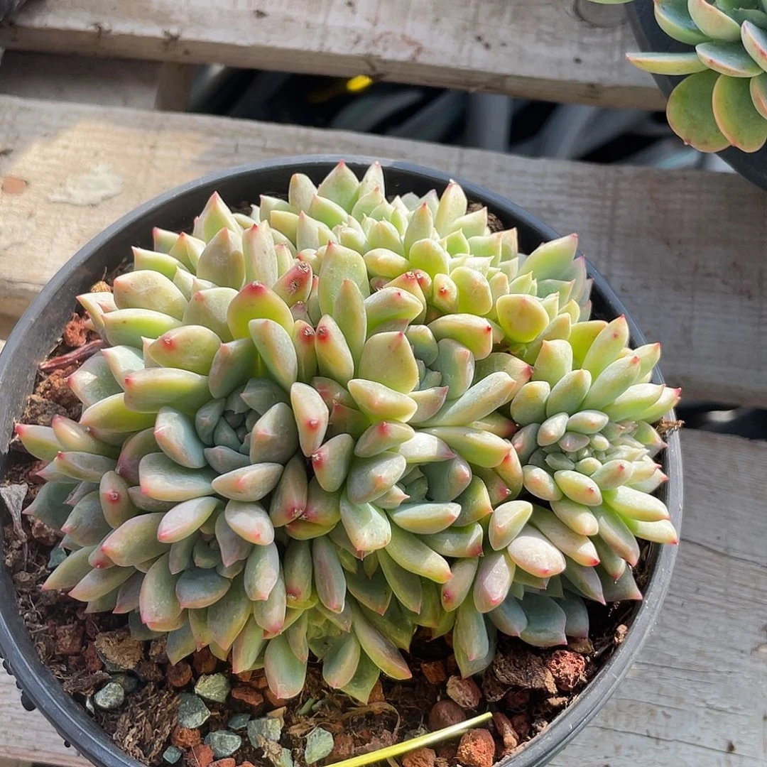 霜花缀化多肉植物