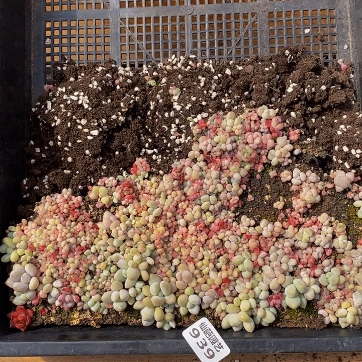 玩****海939多肉植物保护研究所所长助理研究员