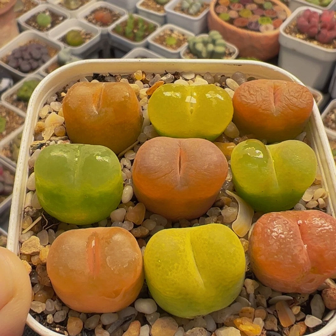 652多肉植物种类多样