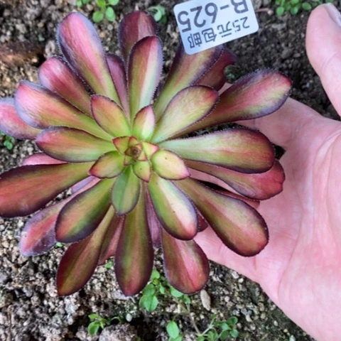 625魅力满25包邮多肉