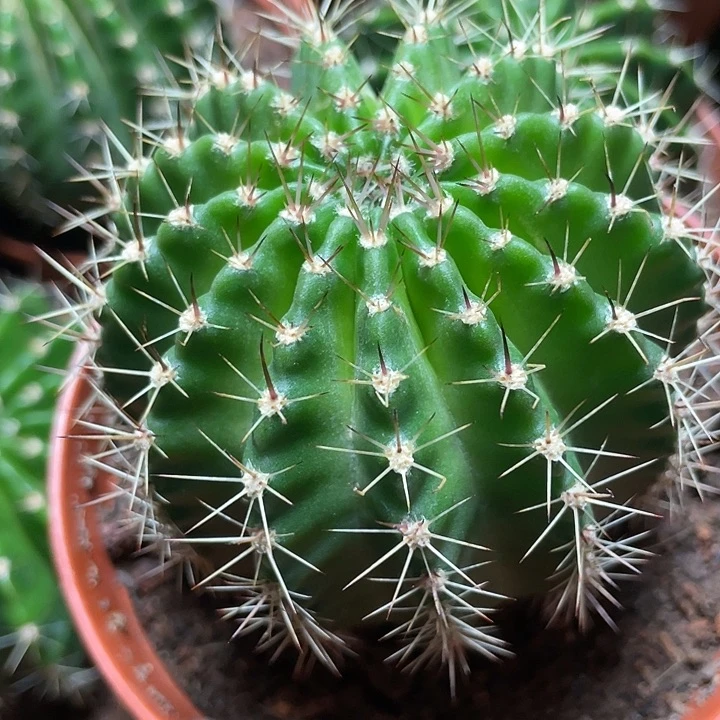 实生彩草带盆土发货