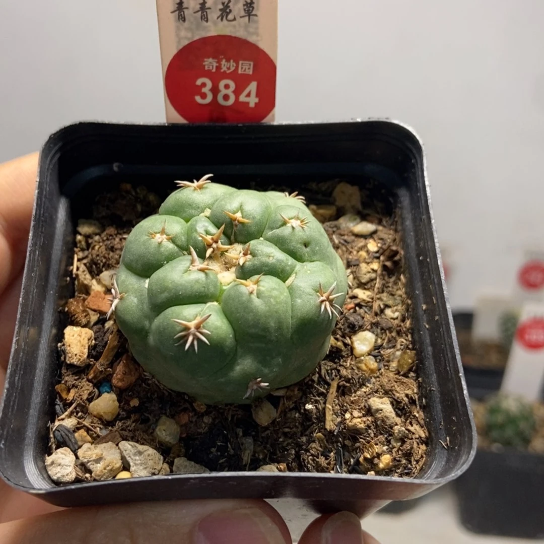 自根短豪刺象牙3.9cm