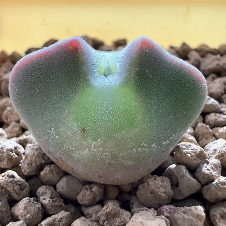 w874。优选青蛙3年 大眼萌仔。超可爱小妖姬大眼睛