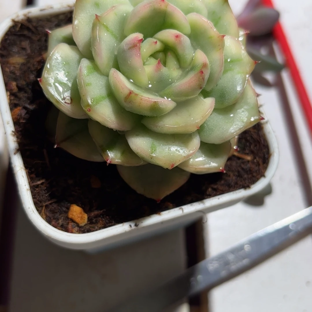 佛洛瑞安娜多肉植物