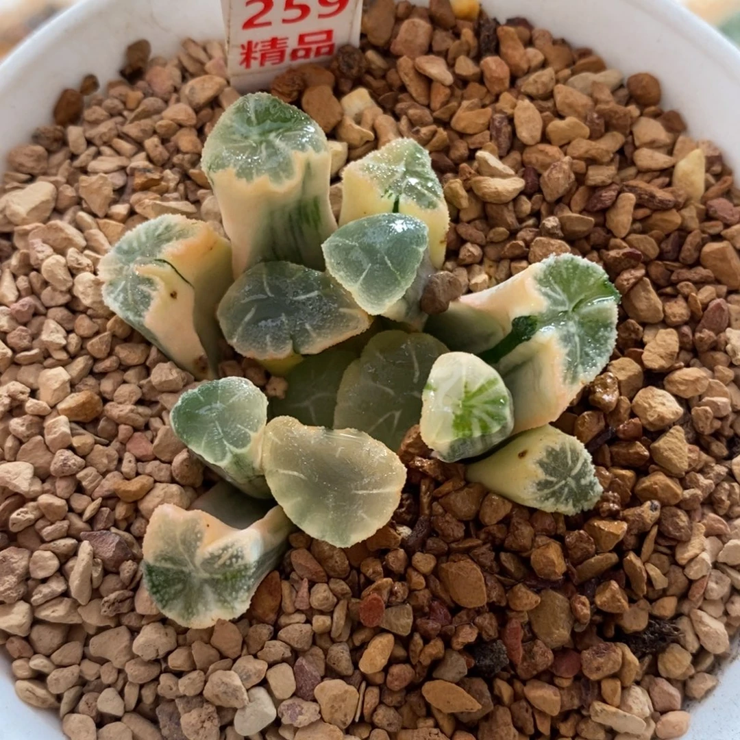 259湖斑万象锦一图一物