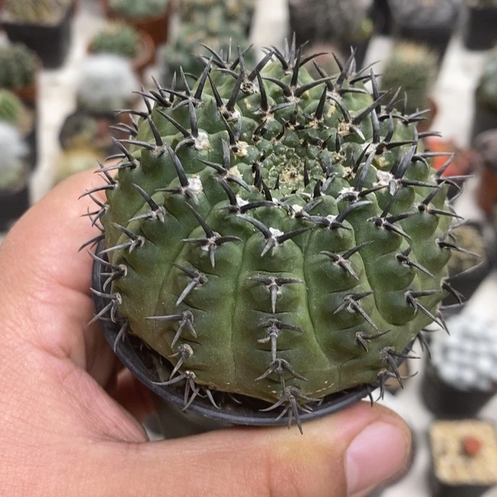 大号黑刺凤头特价福利