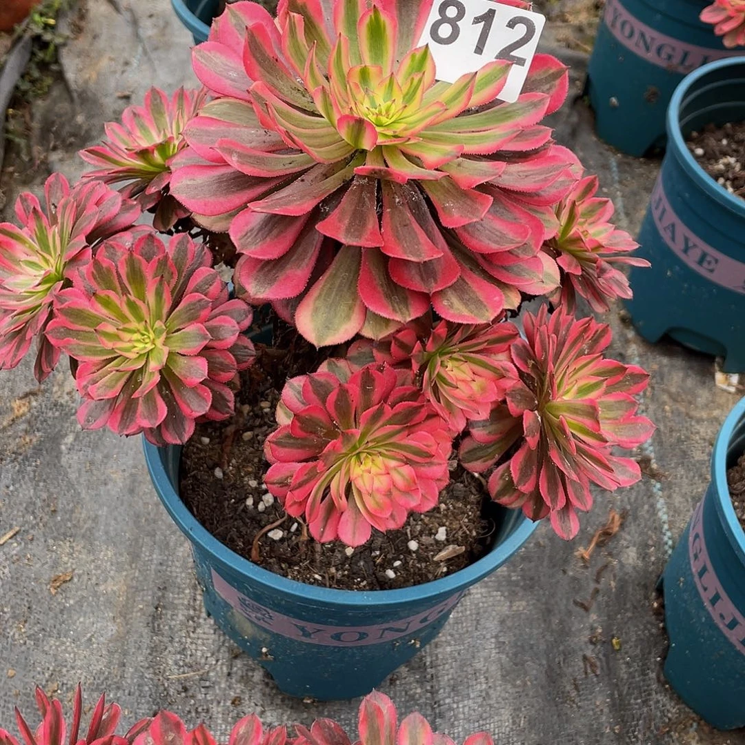 多肉法师812号粉红豹发货不包损