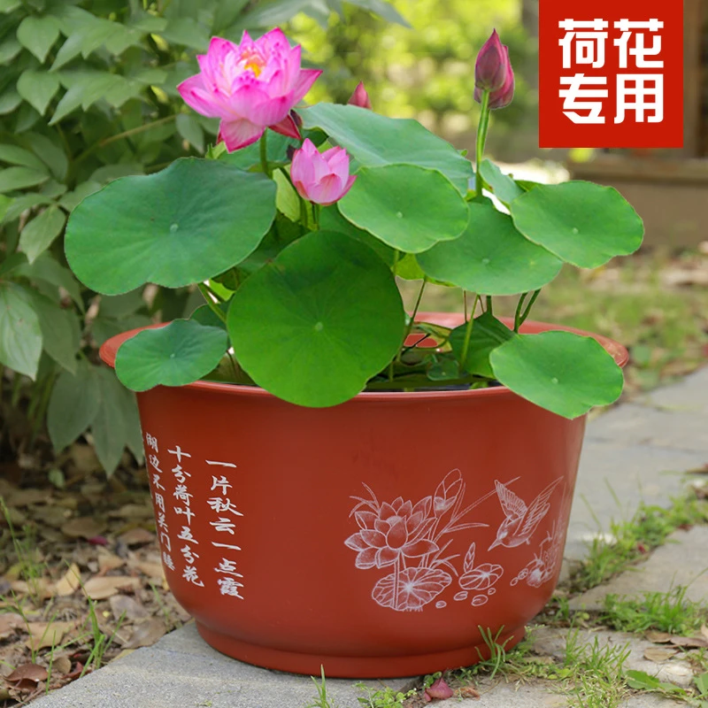 无孔 加厚加大仿陶碗莲睡莲花盆荷花水培绿植塑料花盆