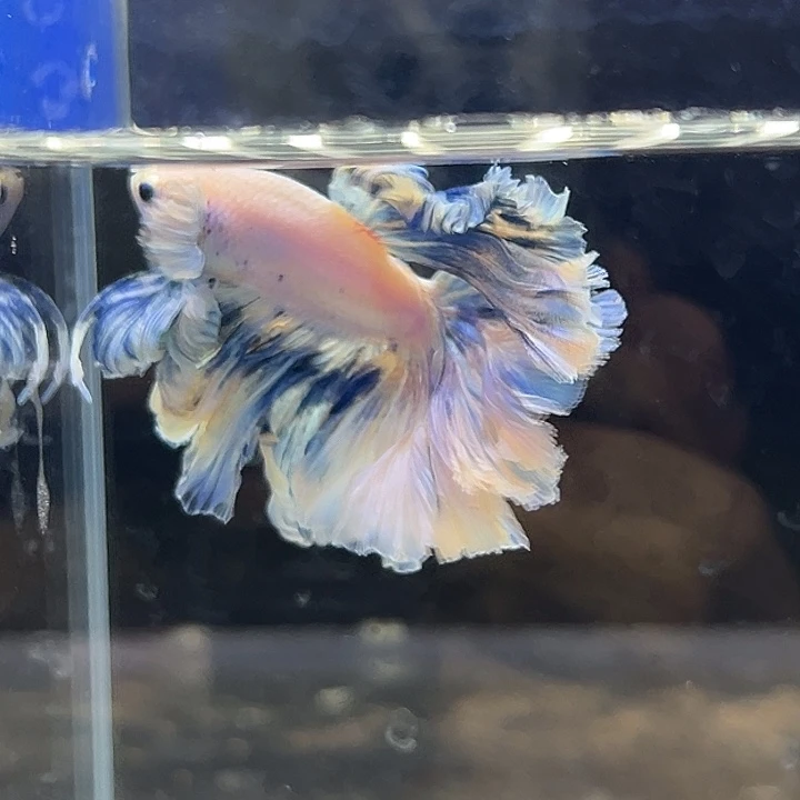 斗鱼25号特价绝绝子