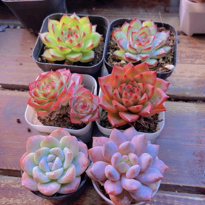 月亮石 肉酱 女王 安斯顿 翡翠冰 半夏