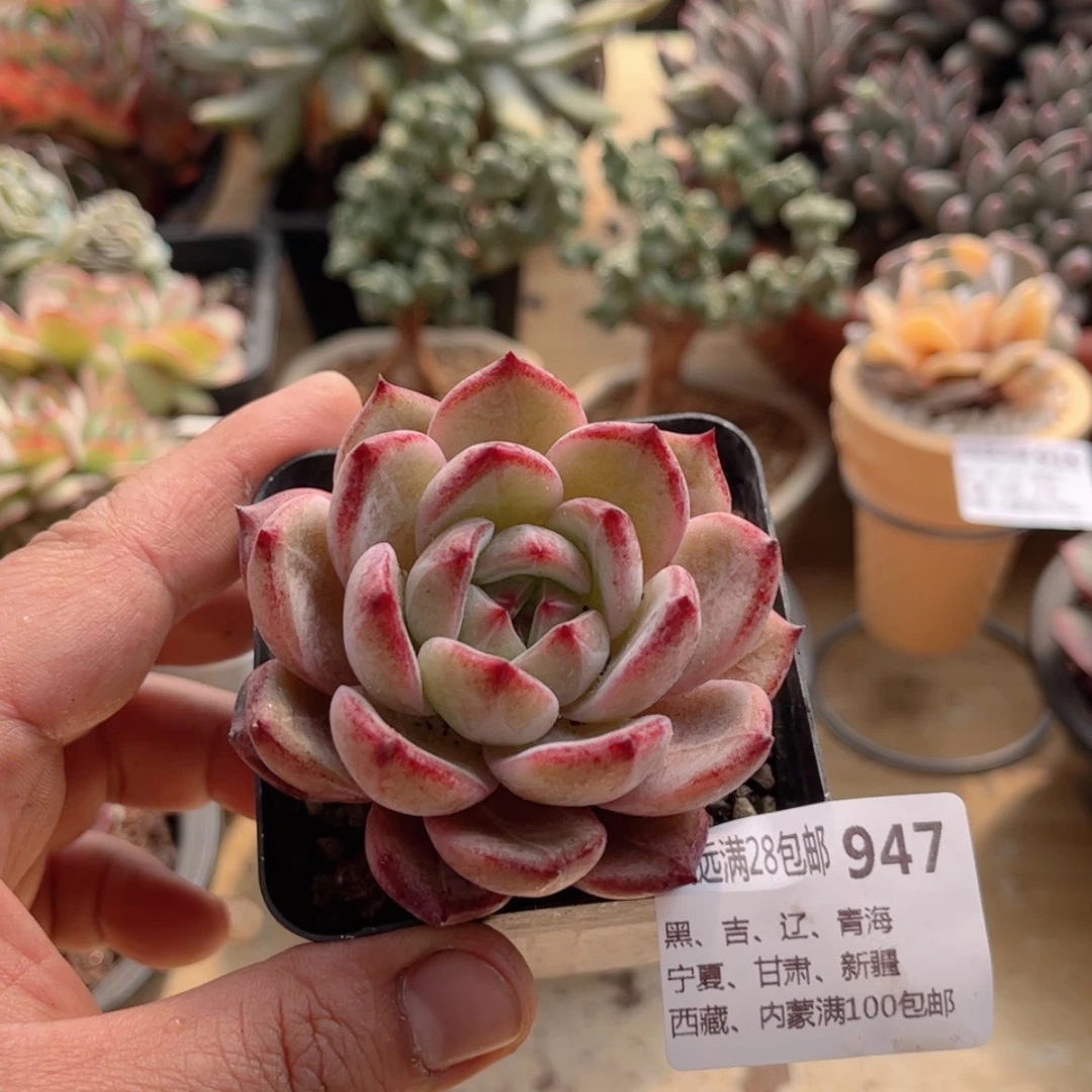 【闪购商品】947夜魔侠