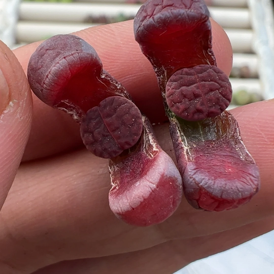 1.3好看的多肉脱土发货254