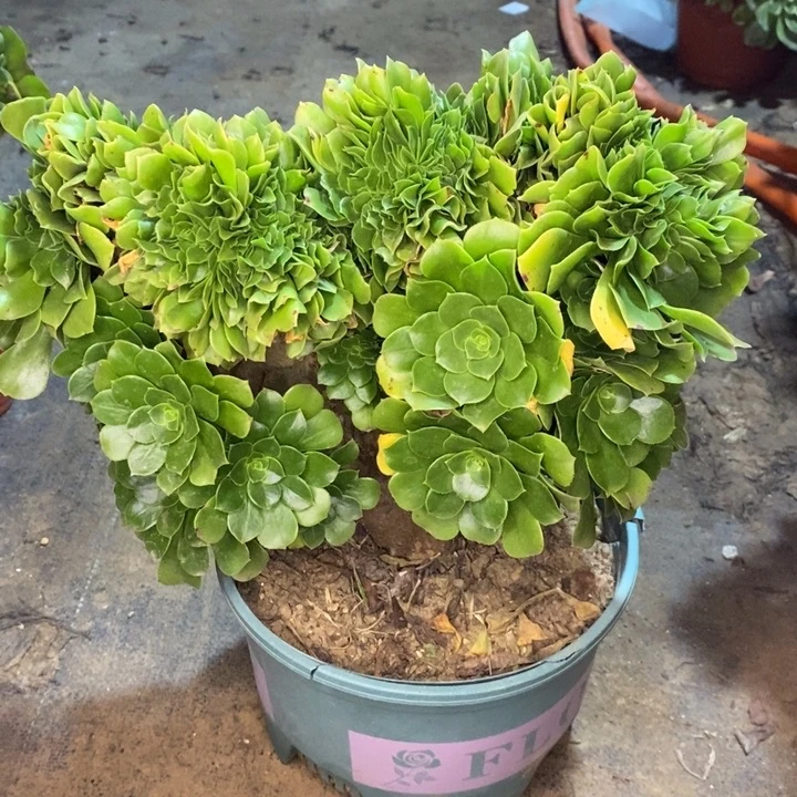 绿羊绒缀多肉植物074。