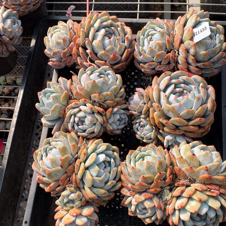 121433六个嗯嗯嗯嗯嗯嗯好喜欢