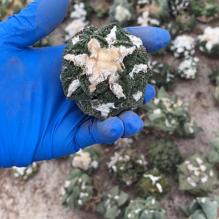 自根辛顿瑕疵特价不退换货