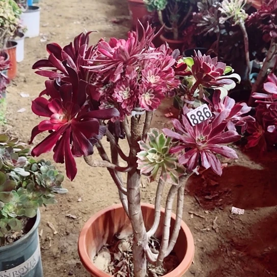 886嫁接老桩法师