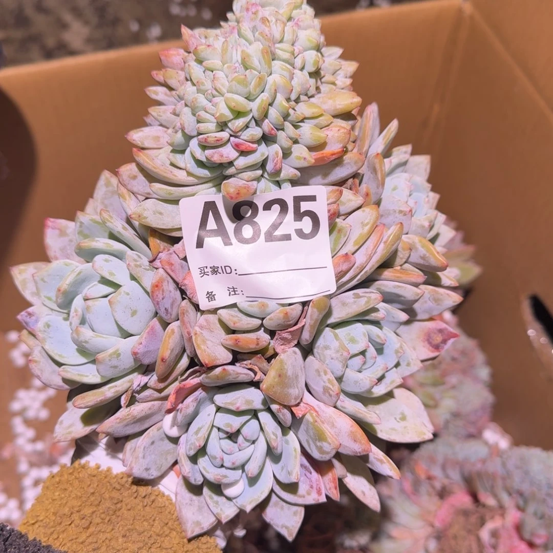 三*?星影缀化呀呀呀呀呀