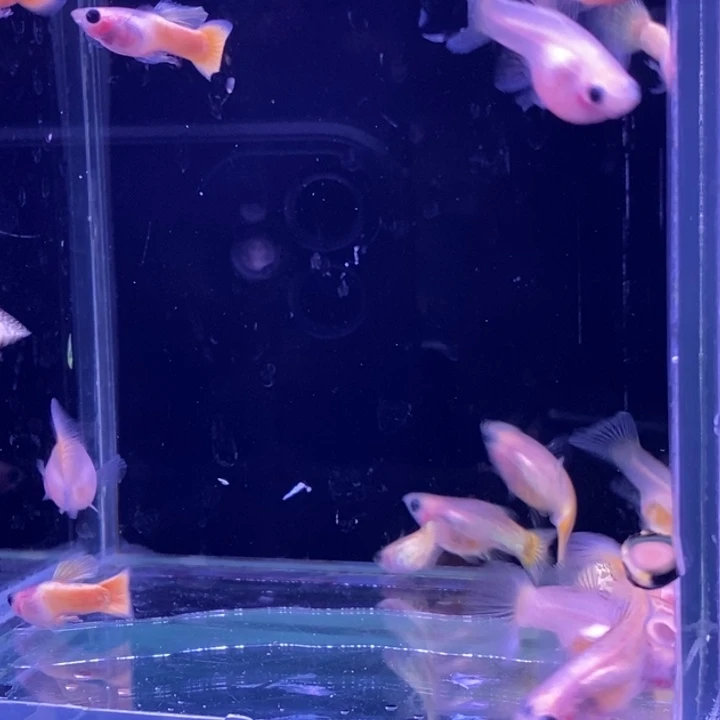 孔雀鱼玻璃猫20条孔雀