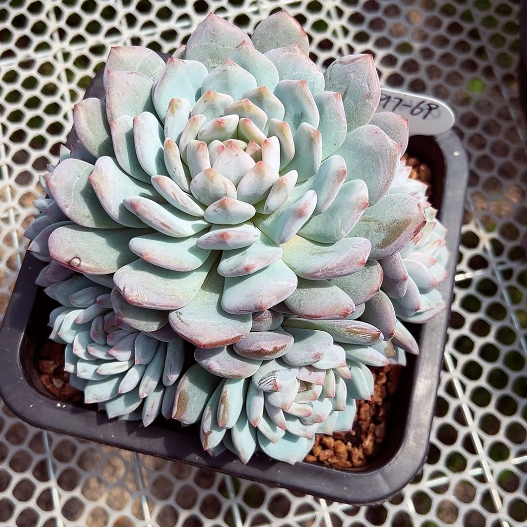 0917-69星星橙手捧