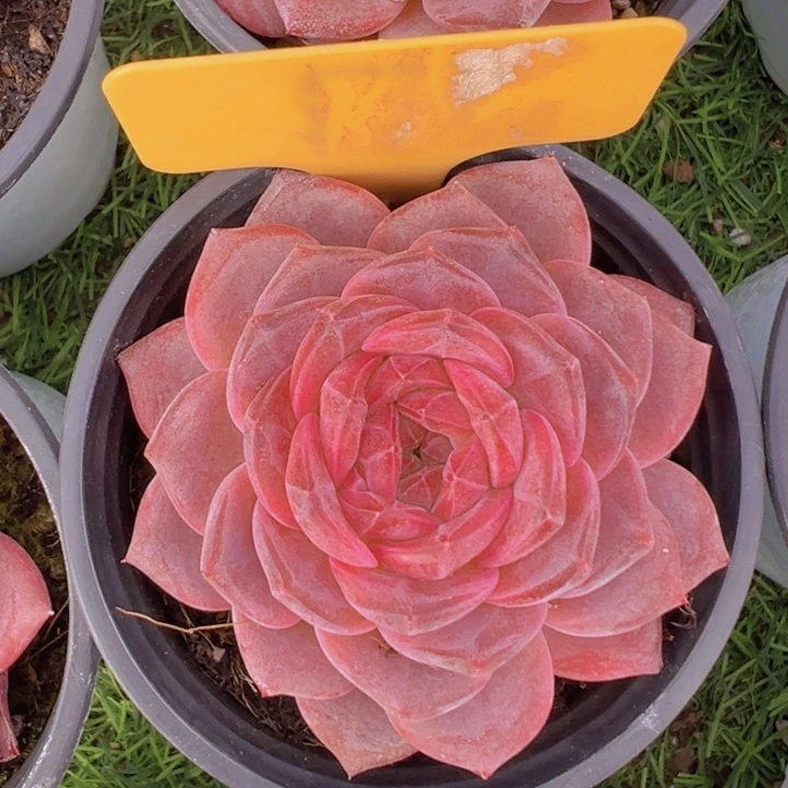 健健康康平平安安