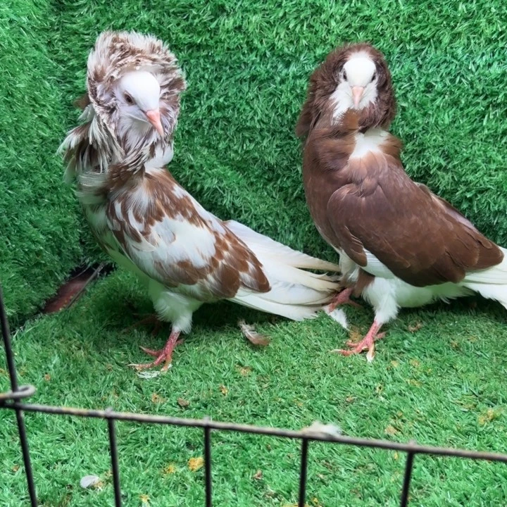 2中国大陆散装毛领青年一对