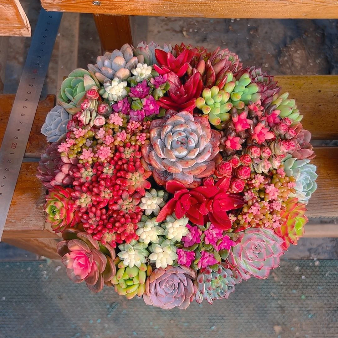 花好月圆多肉组合花园