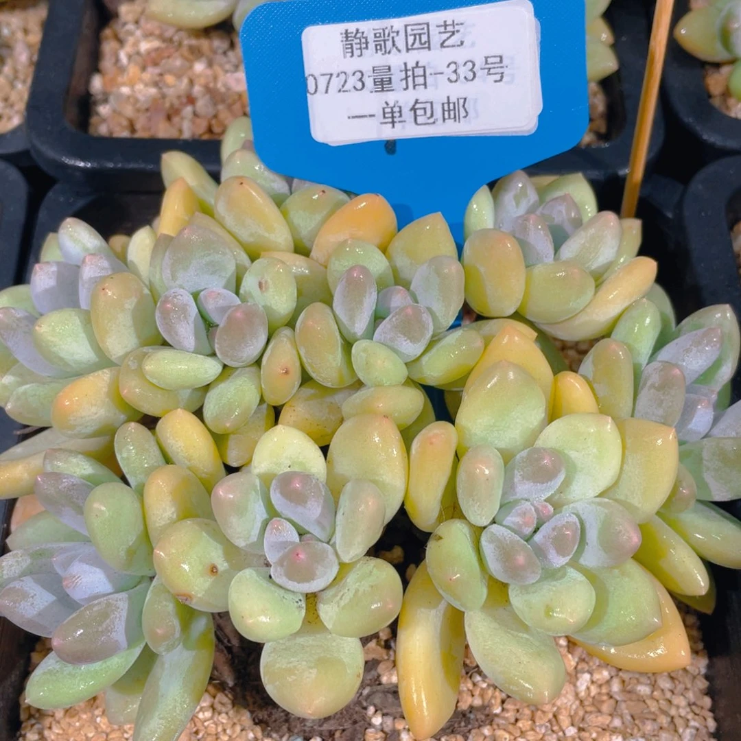 0723-33-韩版黄体香水大群一颗量拍