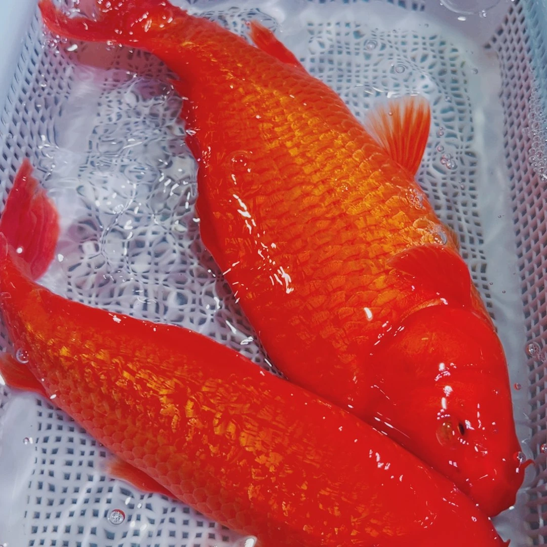 锦鲤锦鲤冷水鱼观赏