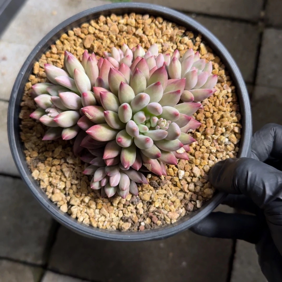 虞美人特价11111111111111111