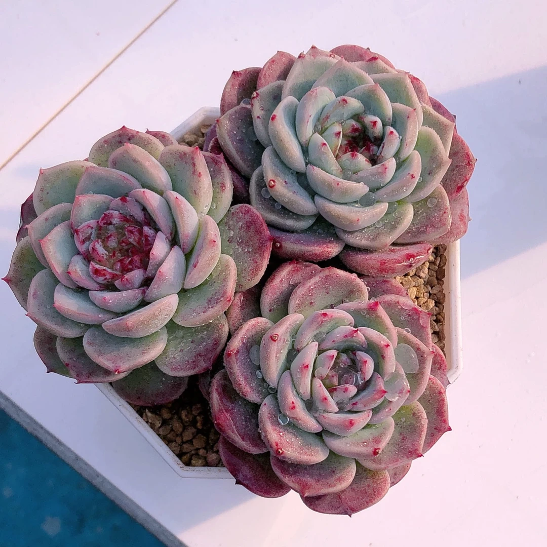 多肉植物天鹅绒三颗送八角盆土32