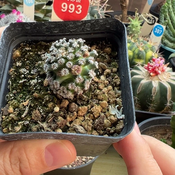 实生红花克氏丸一棵仙人球