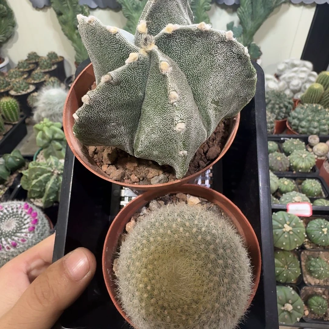 每日特价商品两颗包邮