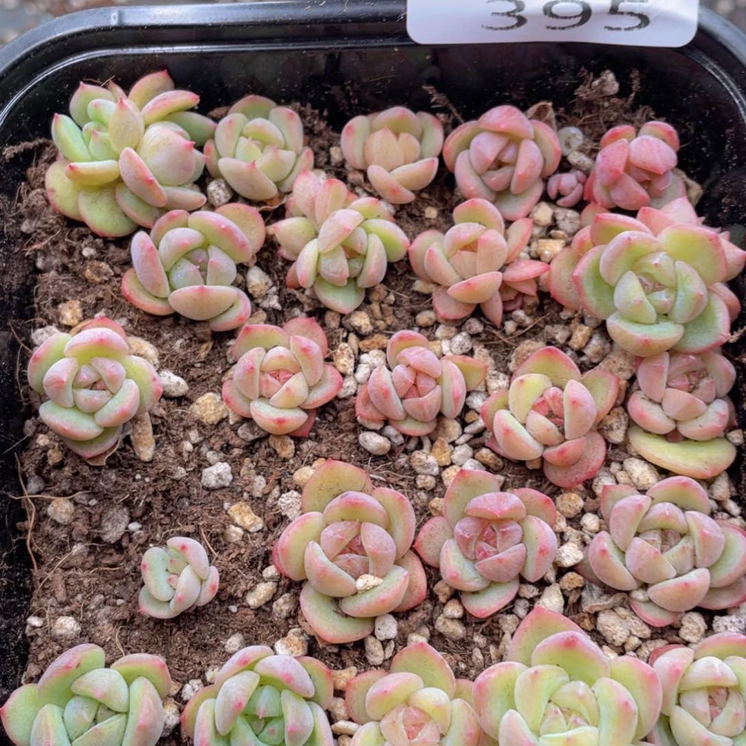 云糖心多肉植物395