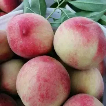 当季新鲜桃子脆甜多汁