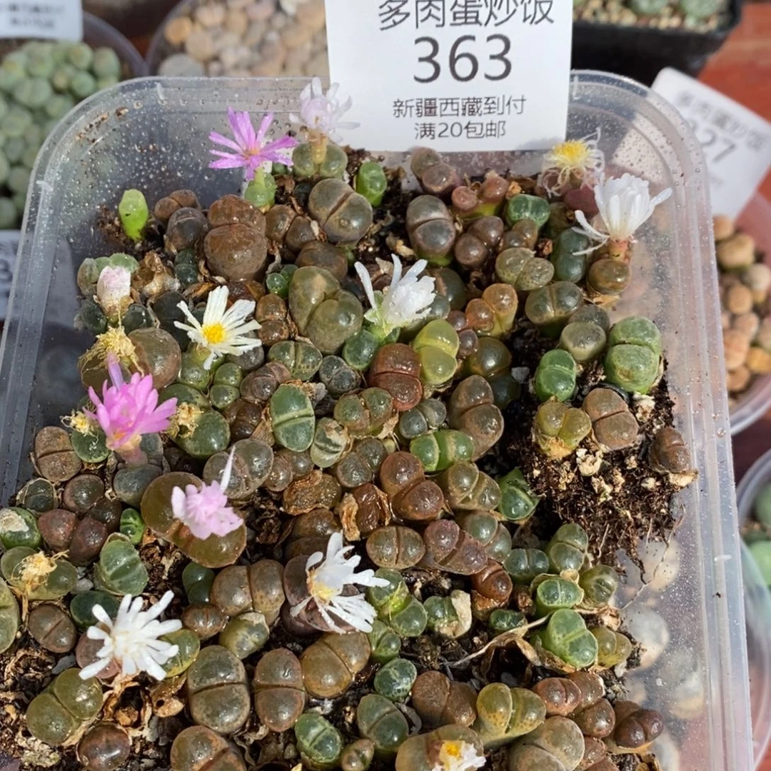 感谢您的支持，00363